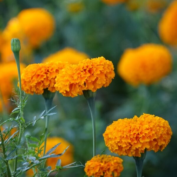 Calendula Skincare