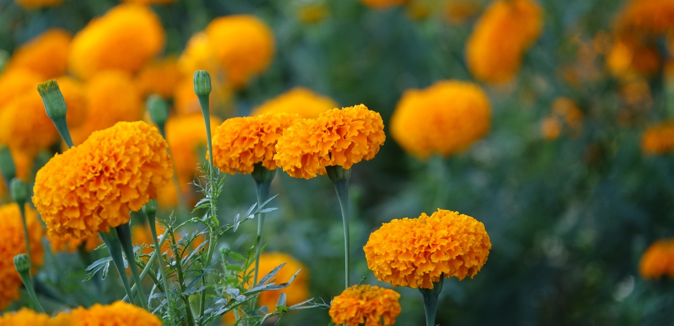 Calendula Skincare