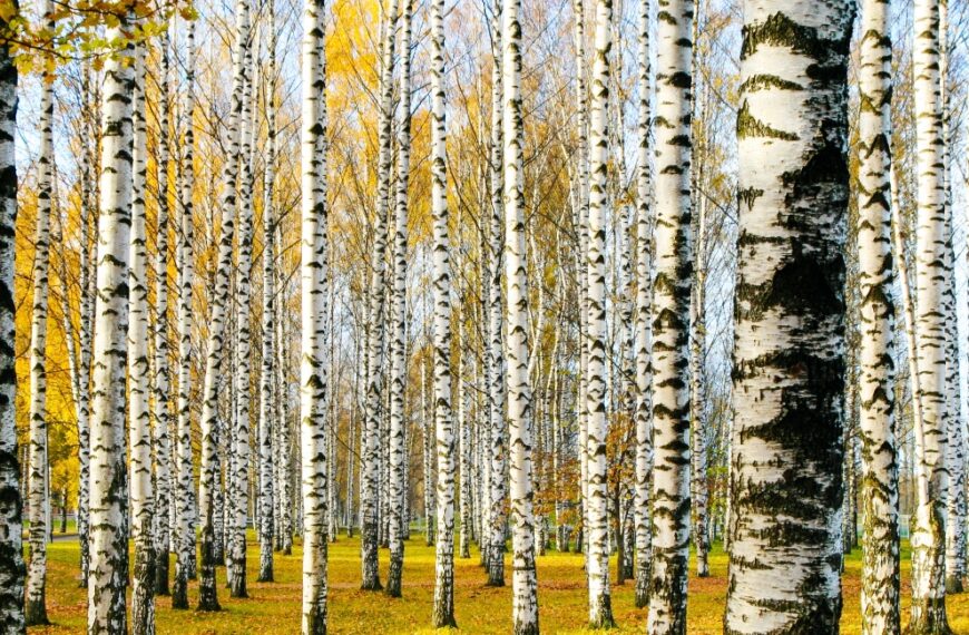 Swedish Birch Tree